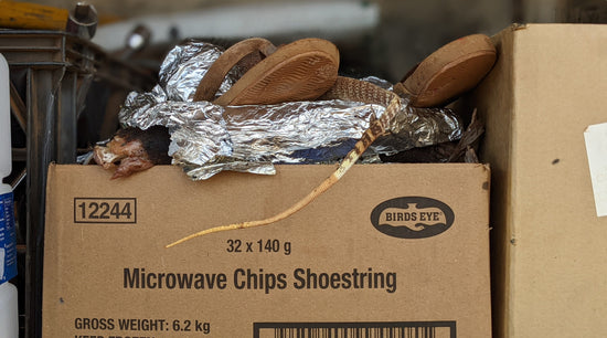 A photo of goanna (bushtucker) in a cardboard box.